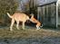 Whippet Cilla
