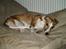 Whippet Cilla