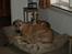 Whippet Cilla