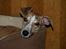 Whippet Cilla