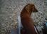 Miniature gravhund sussi