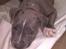 Blanding af racer Cassie <3        R.I.P.  - Lidt fræk er man vel altid....