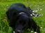 Blanding af racer Molly *solgt*