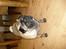 Mops *~Møffe~*