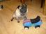 Mops *~Møffe~*