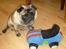 Mops *~Møffe~*