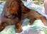 Miniature gravhund sussi
