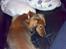 Miniature gravhund sussi