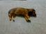 Miniature gravhund sussi