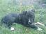 Amerikansk staffordshire terrier Chicco