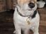 Jack russell terrier Hugo R.I.P