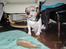 Jack russell terrier Hugo R.I.P