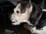 Jack russell terrier Hugo R.I.P