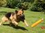 Schæferhund Bonnie  * R.I.P.*