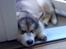 Alaskan malamute balto solgt
