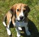 Beagle Nimbus