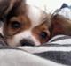 Papillon Mille