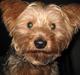 Yorkshire terrier Kurt