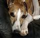 Whippet Cilla
