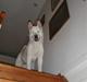 American Akita Ophelia´s best of my love
