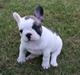Fransk bulldog Fithian's Na'omiy (Wilma)
