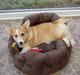 Welsh corgi pembroke oprindelig yanghua olfert