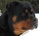 Rottweiler ASHIA
