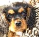 Cavalier king charles spaniel (Souvinier's) Charlie
