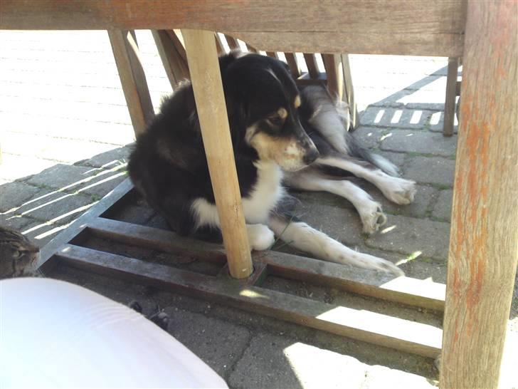 Blanding af racer tulle - godt med lidt skygge . skidt med det er i striber billede 6