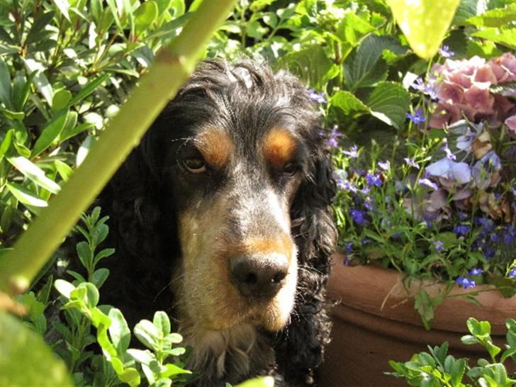 Cocker spaniel Frække Figo billede 1