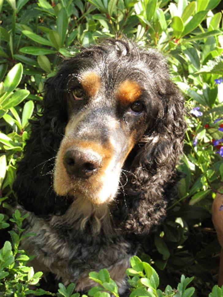 Cocker spaniel Frække Figo billede 2