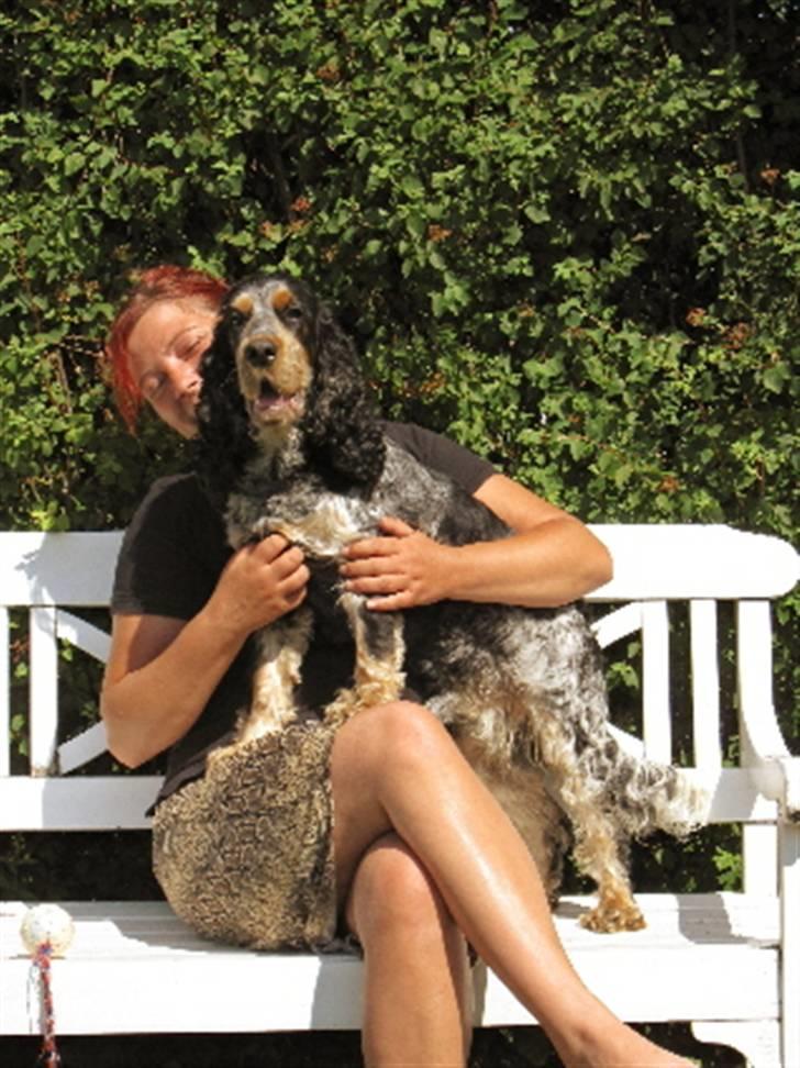 Cocker spaniel Frække Figo billede 3