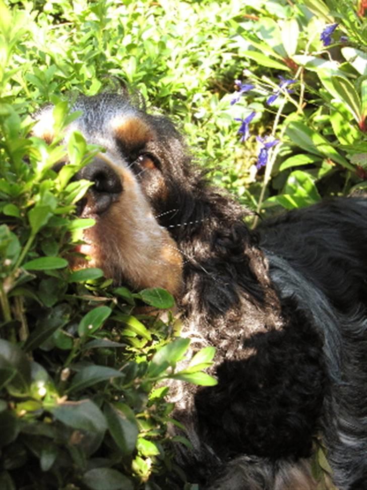 Cocker spaniel Frække Figo - Nyder livet lige midt i mors hæk!!! billede 4