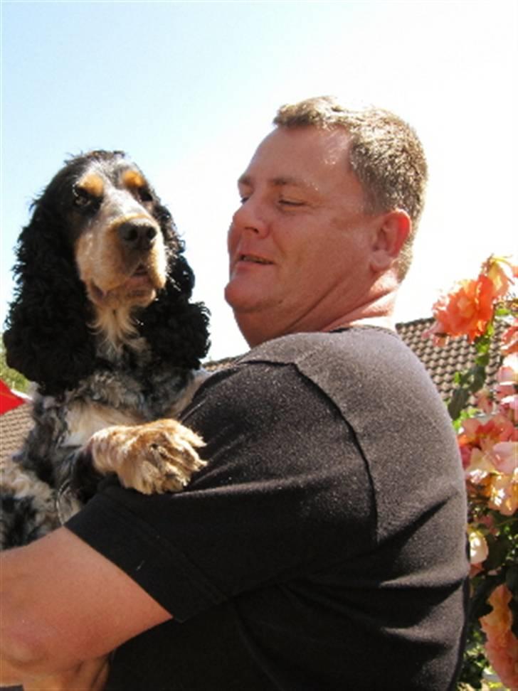 Cocker spaniel Frække Figo - Fars Frække Figo billede 6