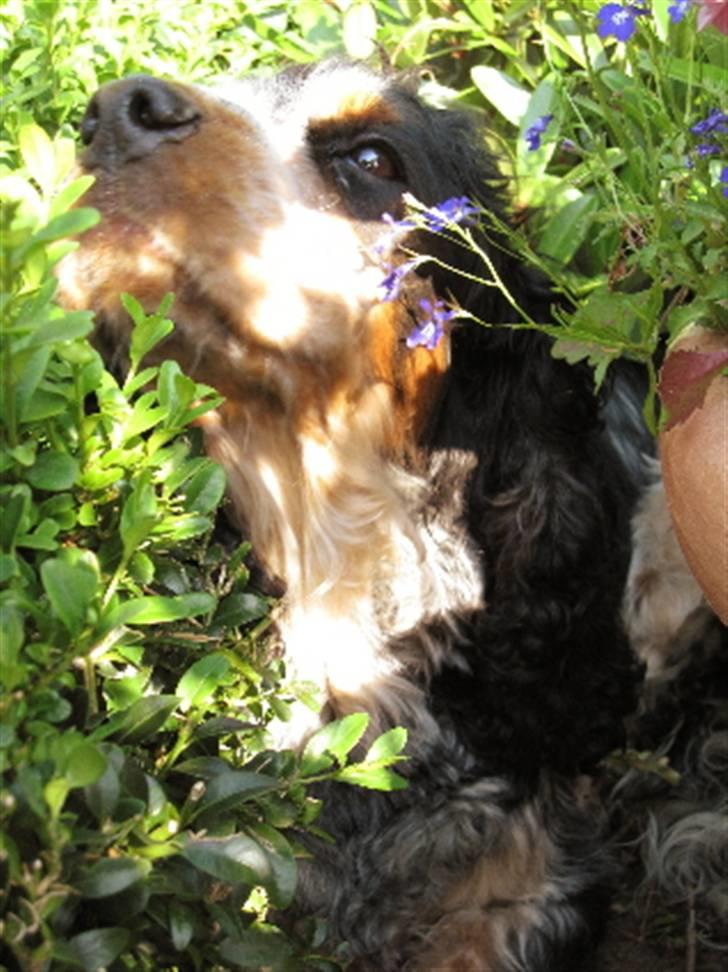 Cocker spaniel Frække Figo billede 7