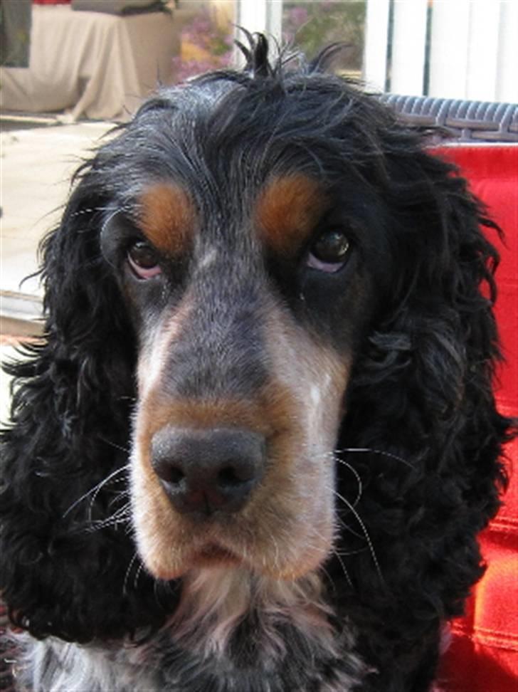 Cocker spaniel Frække Figo billede 9