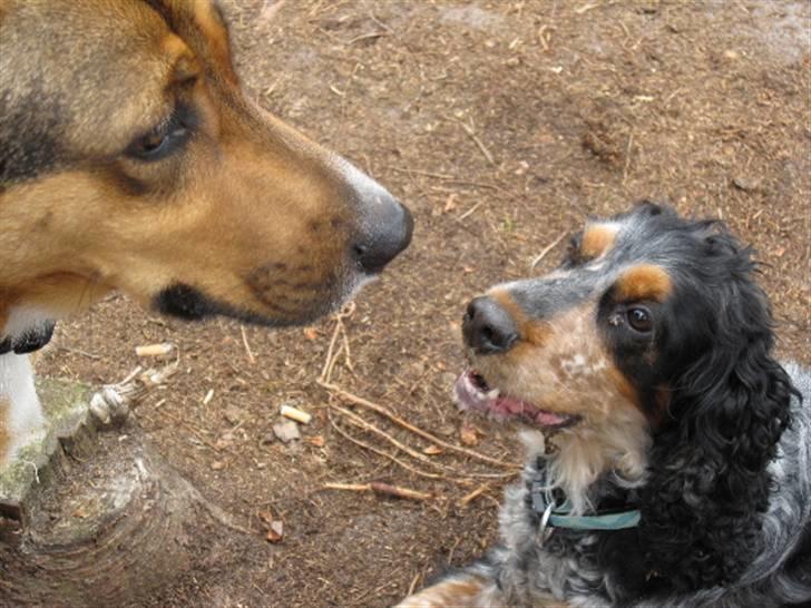 Cocker spaniel Frække Figo - halløj du er da godt nok lidt stor billede 10