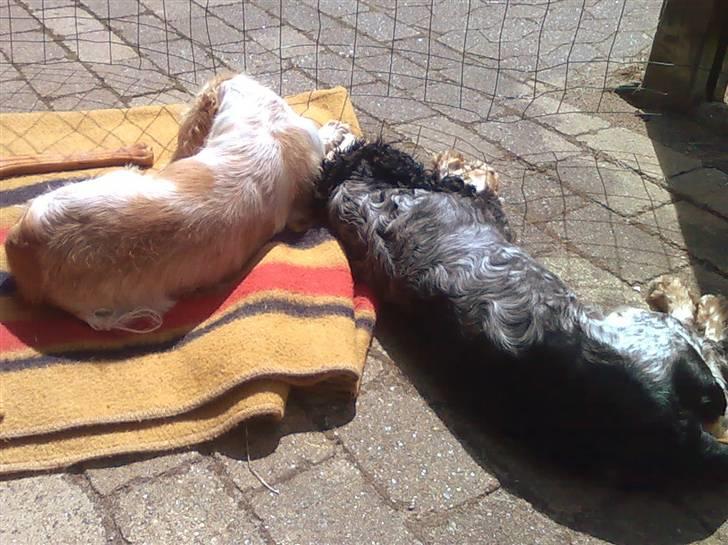 Cocker spaniel Frække Figo - gode trætte venner billede 11