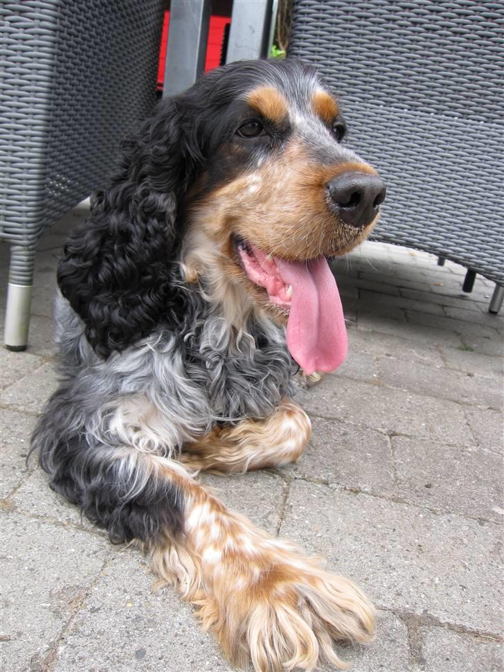 Cocker spaniel Frække Figo billede 12
