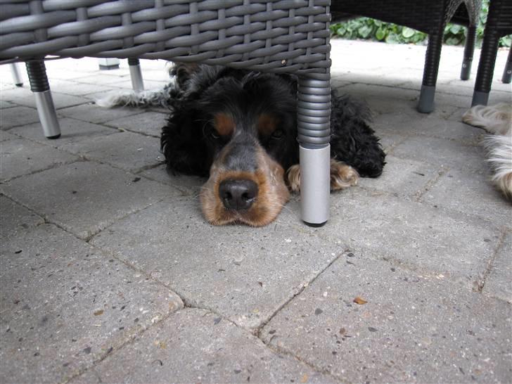 Cocker spaniel Frække Figo billede 13