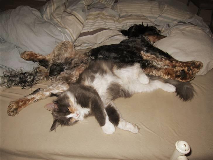 Cocker spaniel Frække Figo - kluddermotter billede 14