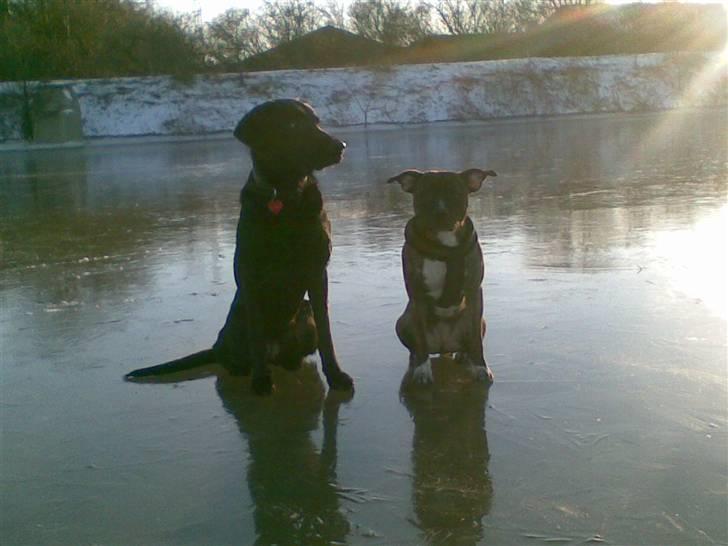 Blanding af racer Donna billede 7