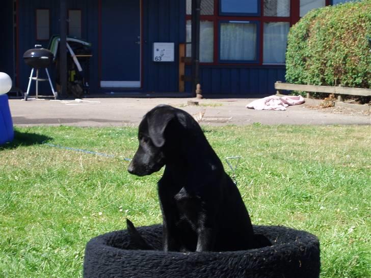 Blanding af racer Donna billede 8