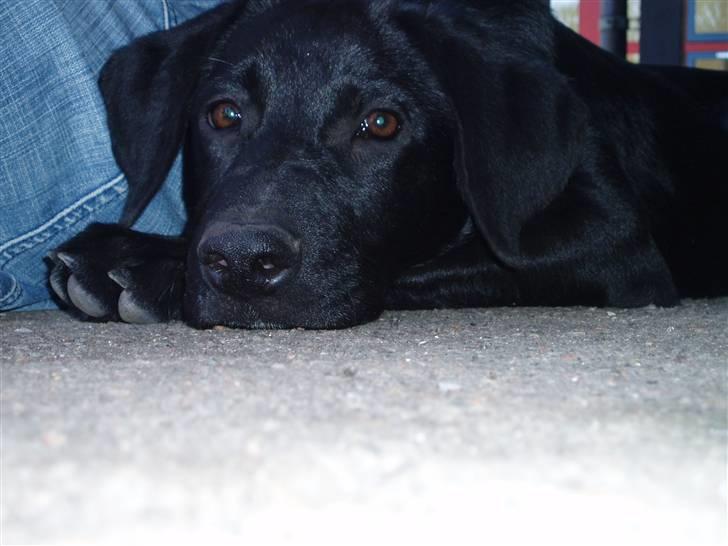 Blanding af racer Donna billede 9