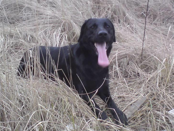 Blanding af racer Donna billede 10