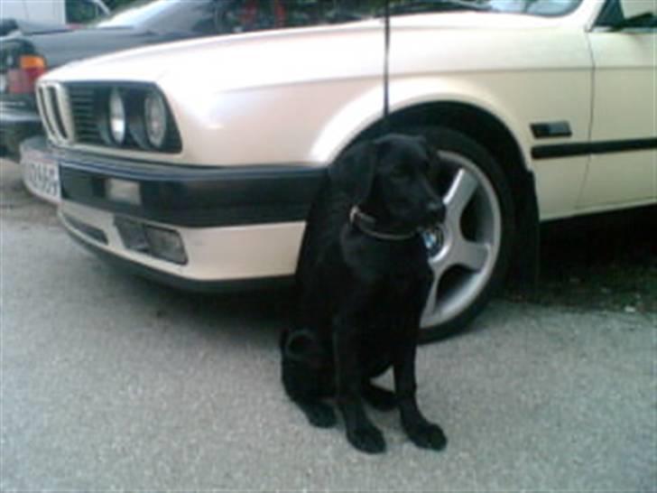 Blanding af racer Donna billede 11