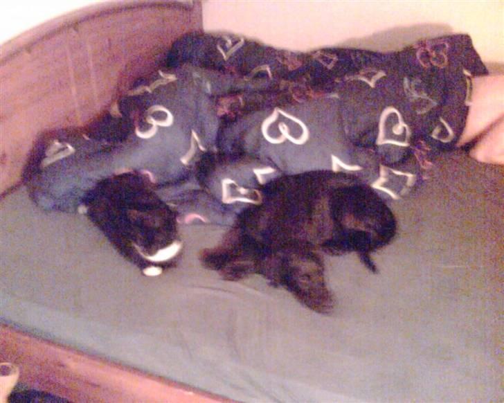 Blanding af racer Donna billede 12