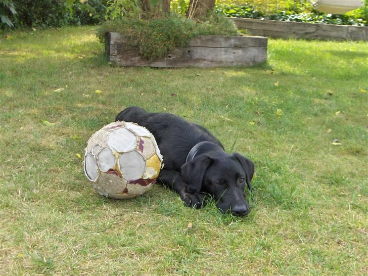 Blanding af racer Donna billede 13