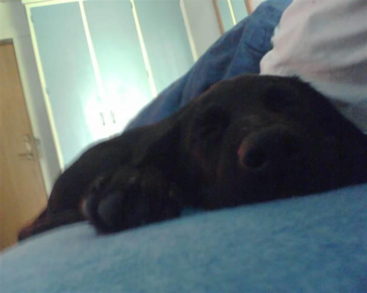 Blanding af racer Donna billede 14