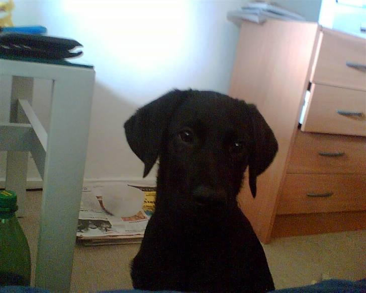 Blanding af racer Donna billede 15